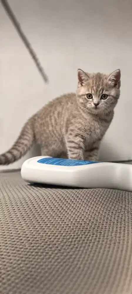 Bsh blue tabby 3bulan
