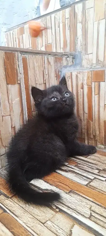 Kucing BSH betina