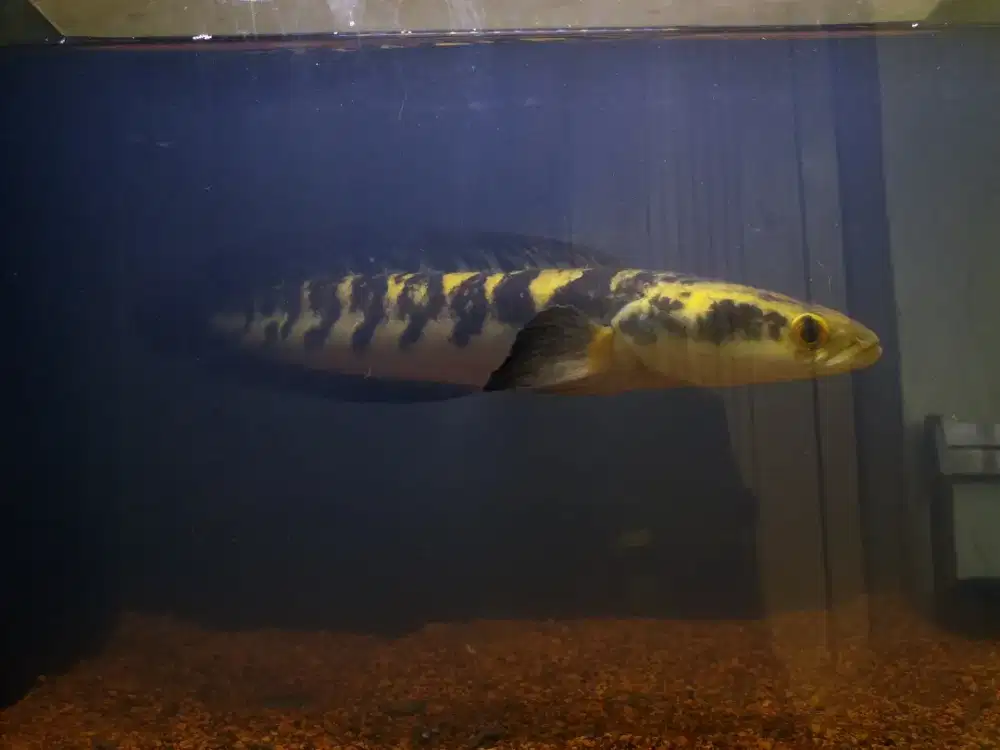 maru ys 30cm nego