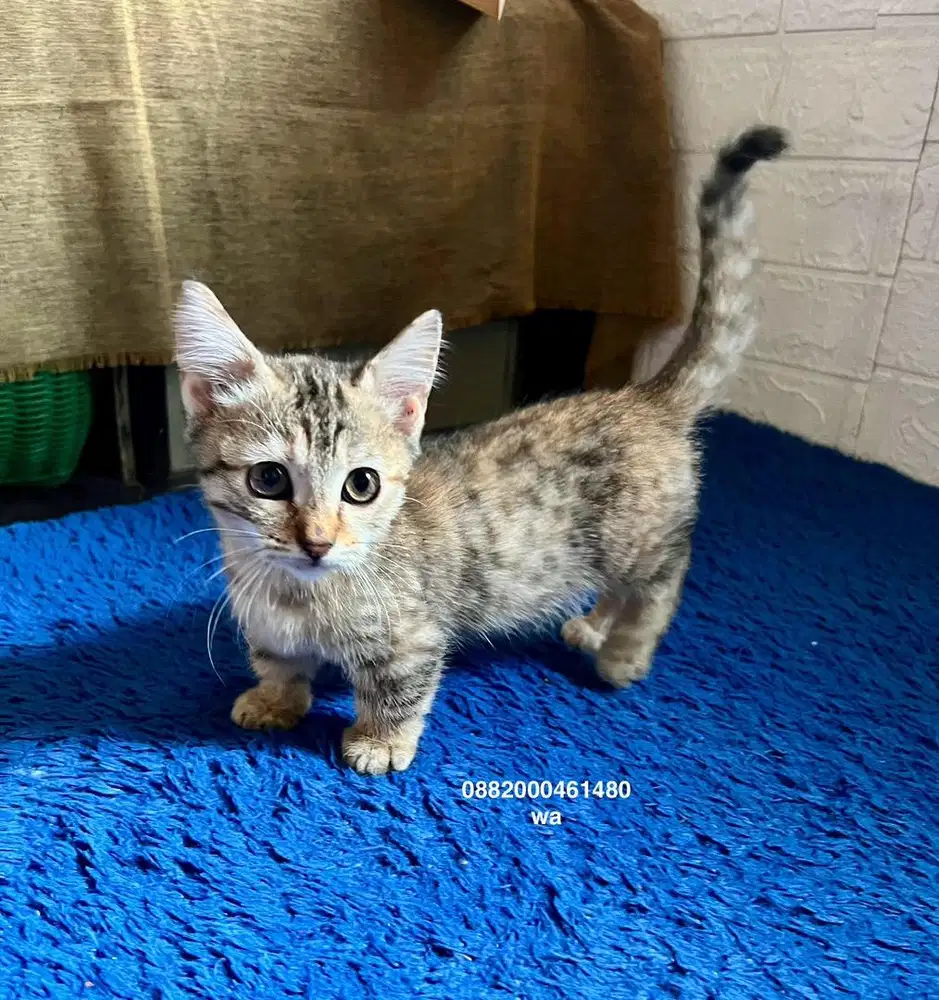kucing munchkin