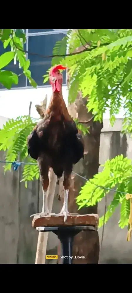 Ayam ketawa muda disco