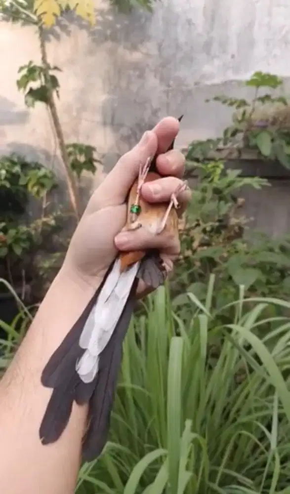 murai batu betina siapan original bahorok