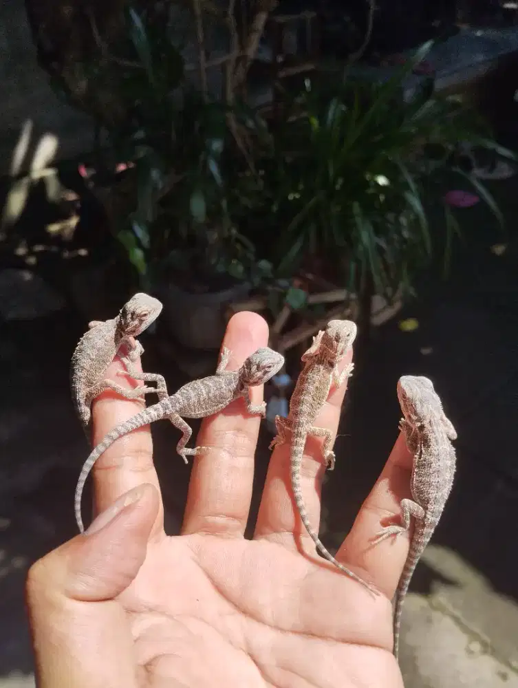 Bearded dragon baby