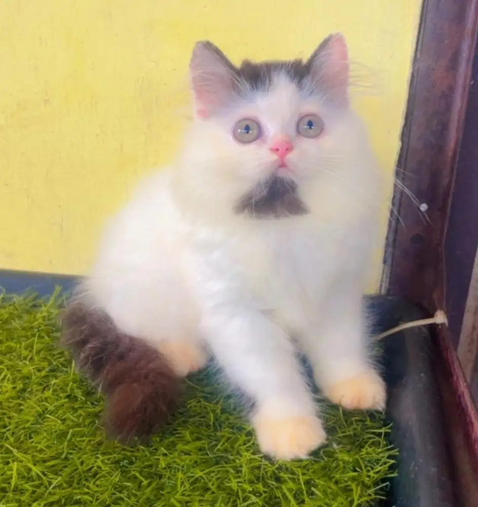 Kucing ras persia ragdol kitten jantan 3 bln