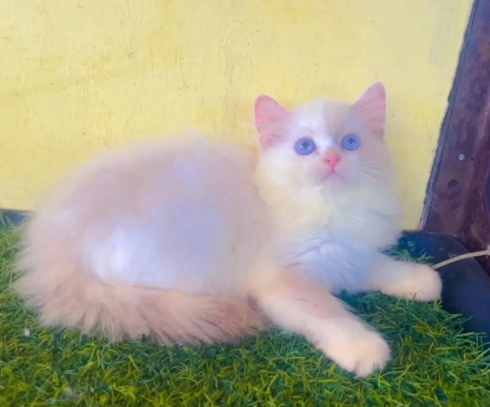 Kucing ras ragdol persia betina 3 bln