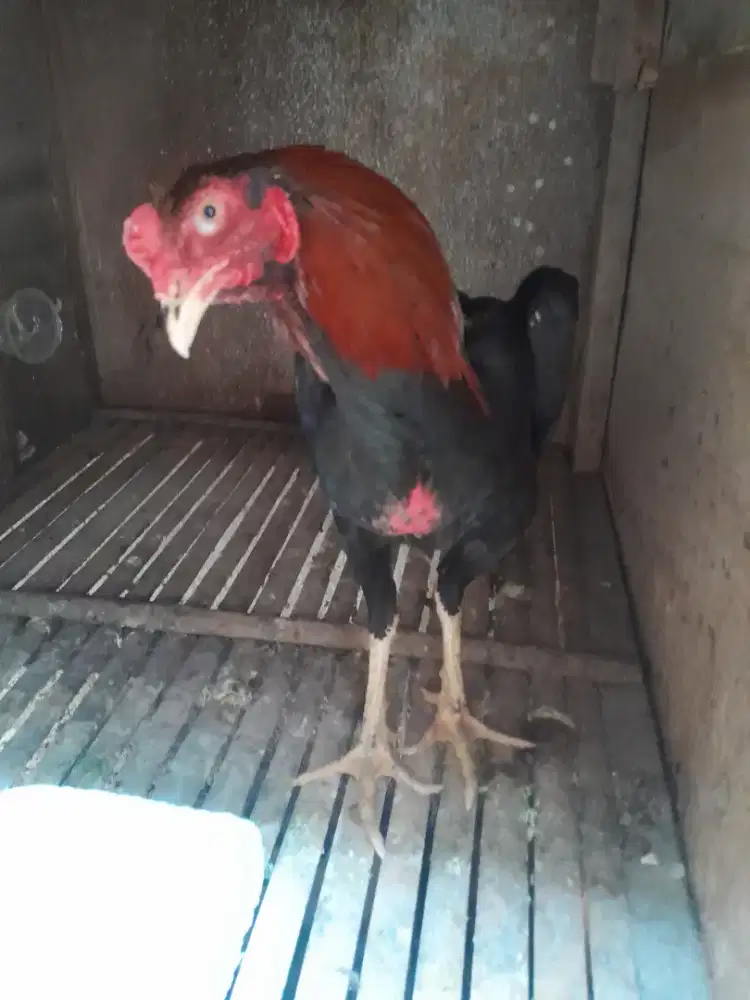 Ayam Bangkok Pakhoy Janggaran