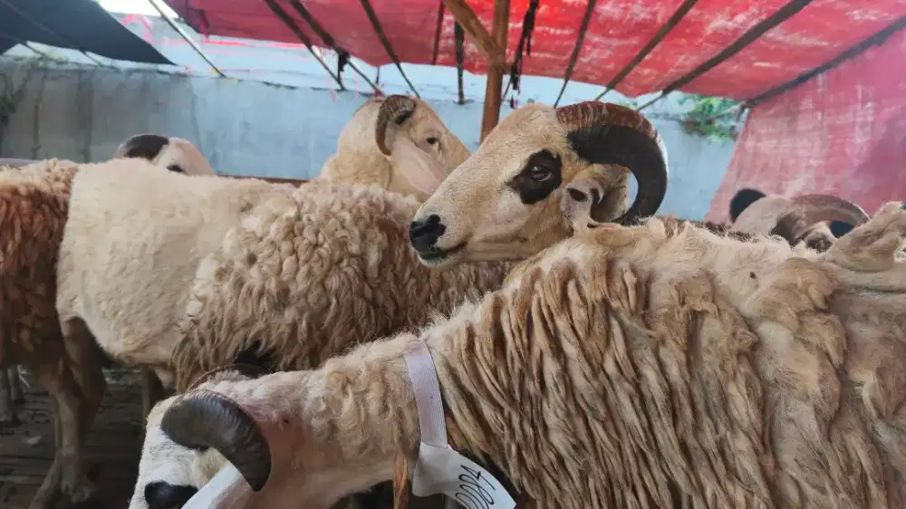 HEWAN QURBAN DOMBA DAN SAPI PROMO