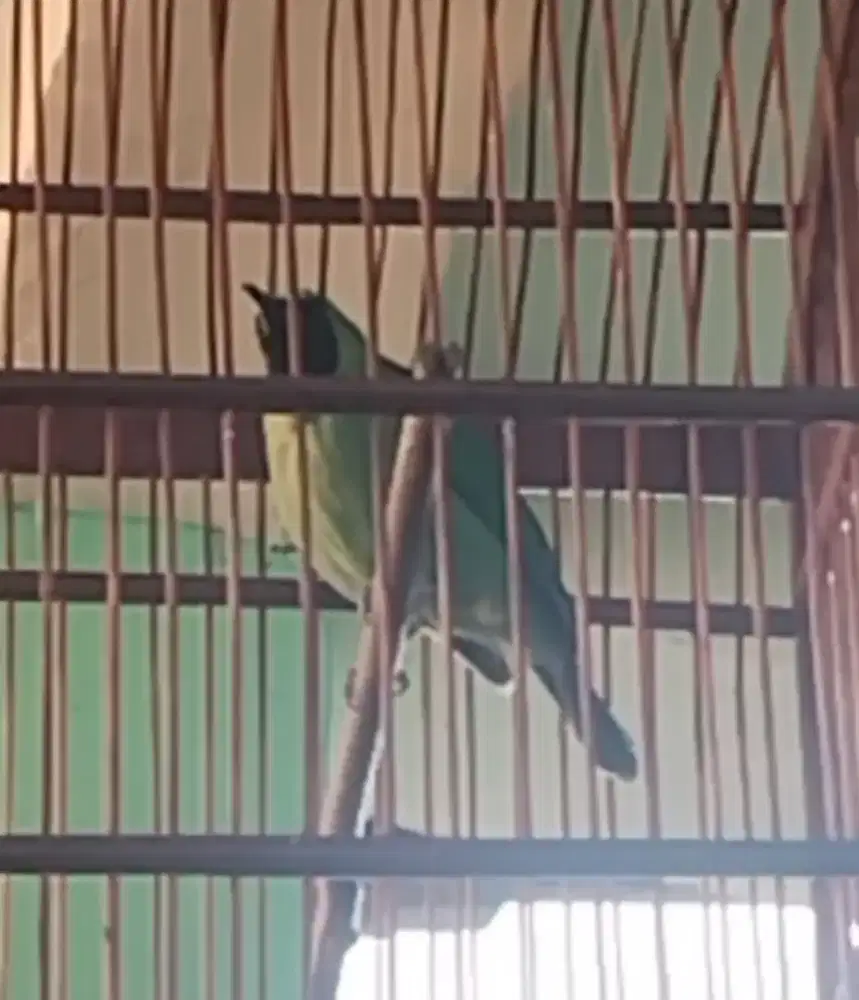 Burung C4K 1J0 rajin bunyi + kandang kayu jati. Murai, jalak, kacer