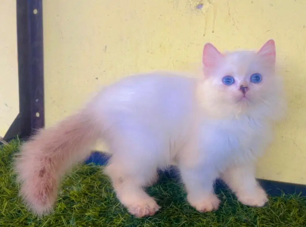 Kucing ras ragdol persia jantan 3 bln