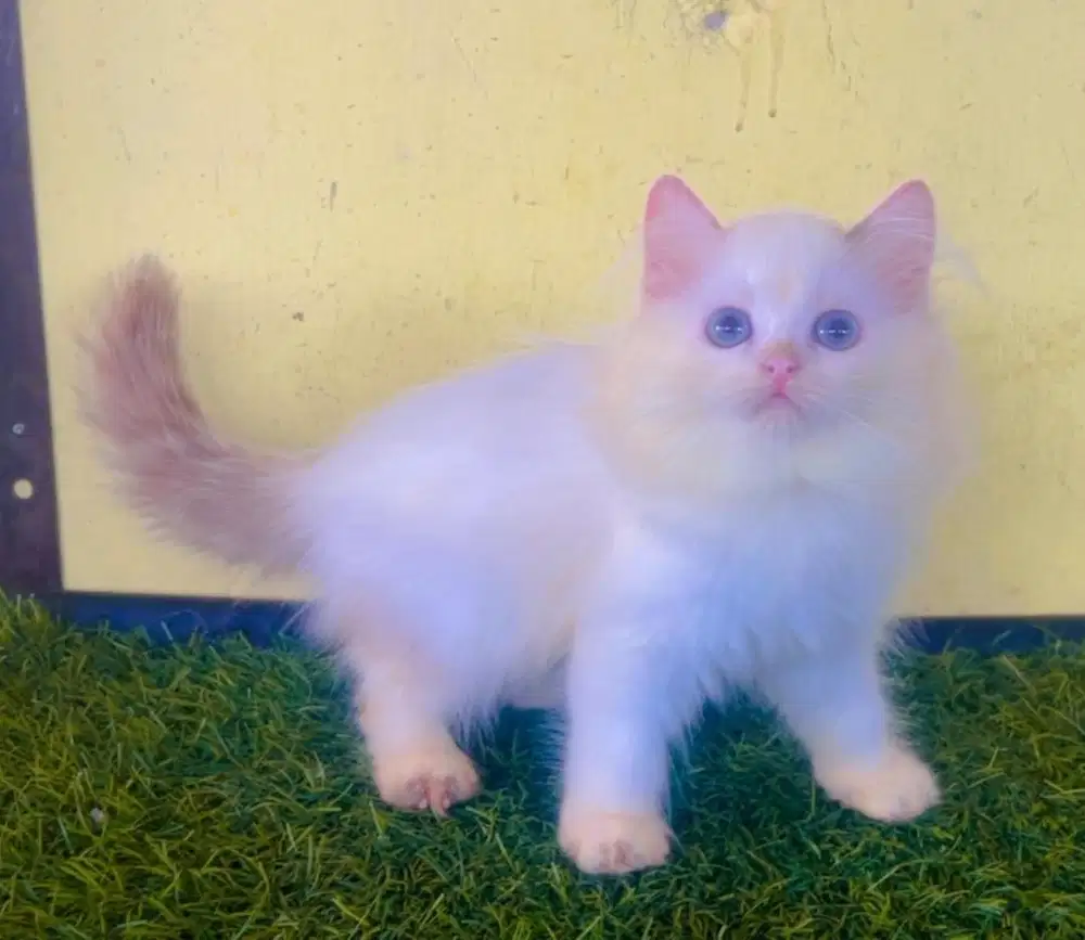 Kucing ras ragdol persia betina 3 bln