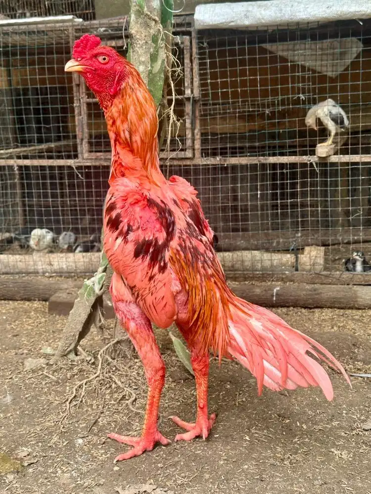 Ayam pluker ori