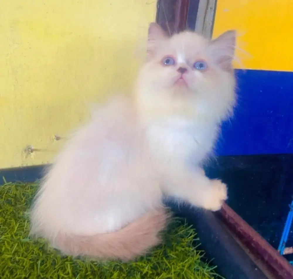 Kucing ras ragdol persia jantan 3 bln