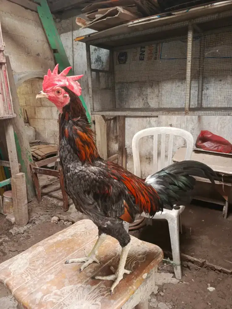 Ayam Jago Pama Muda