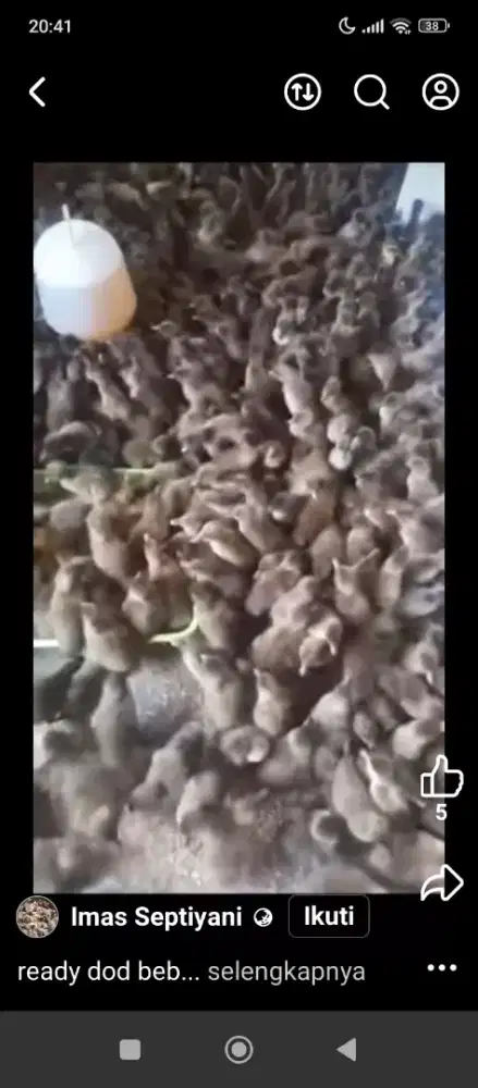 Dod bebek petelor