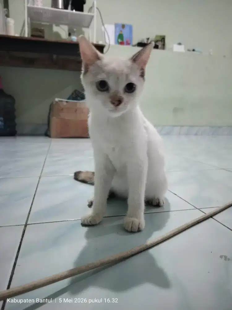 Kucing mix indukan Persia mix Himalaya, pejantannya Persia mix dom