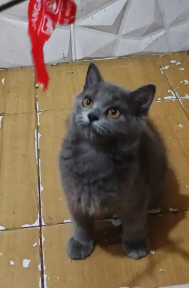 Kucing Kitten BSH Pure