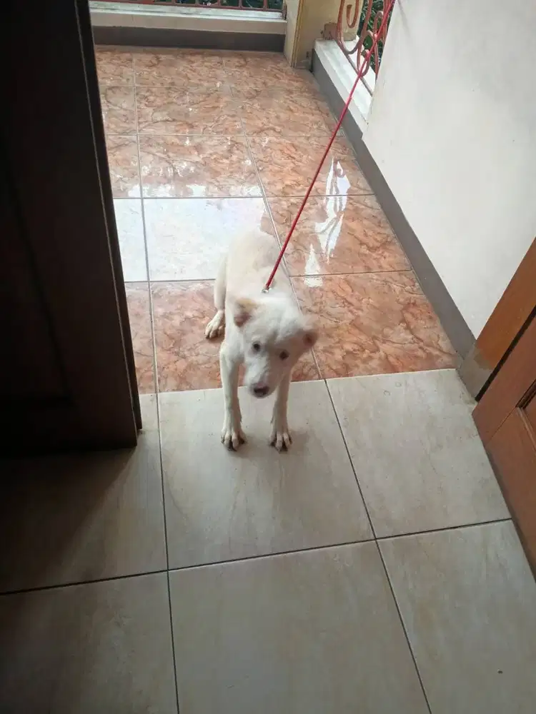 Jual Anjing border Colie campur Husky