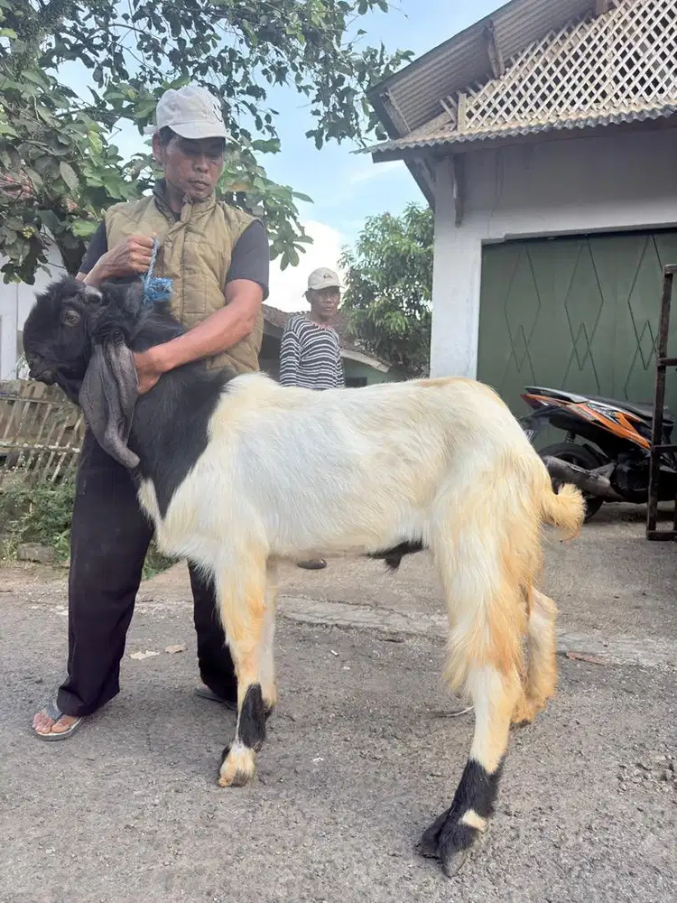 Kambing Kurban Qurban