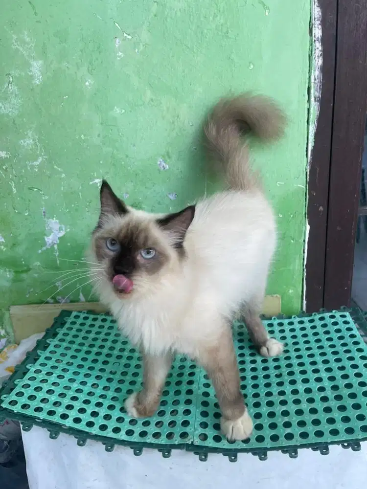 Kucing Himalaya Betina
