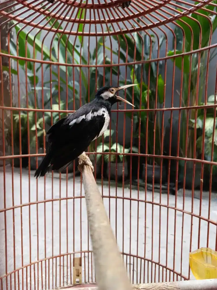 Jalak Suren Fulset Kandang