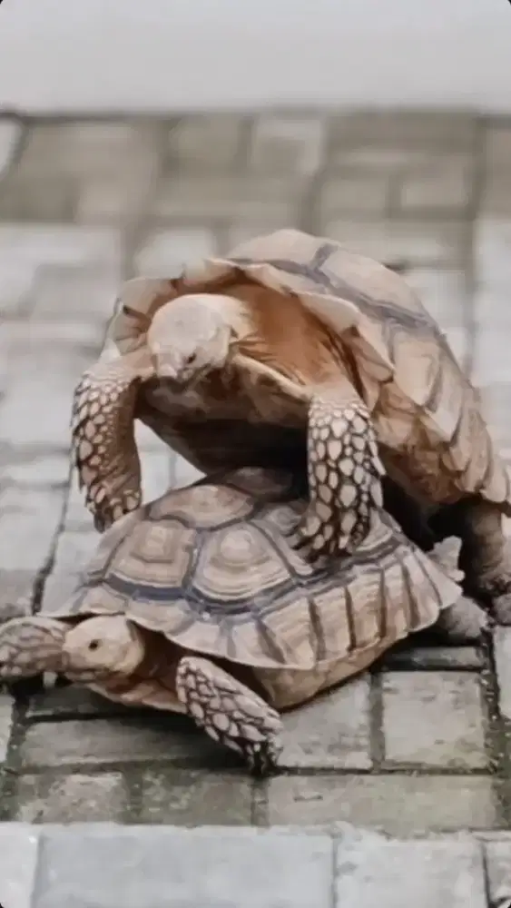 Dijual Sepasang Kura Kura sulcata sudah proven