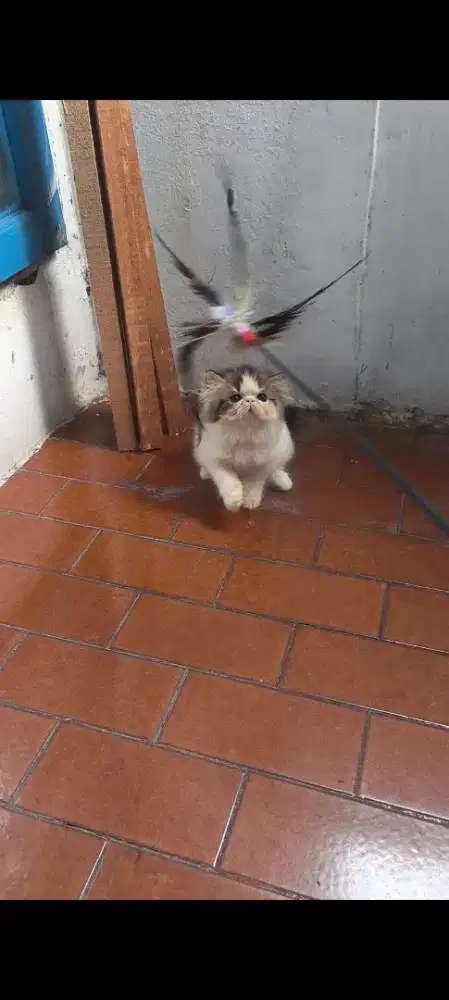Kitten Persia peaknose JANTAN