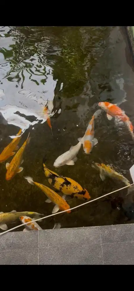 Ikan Koi berbagai ukuran