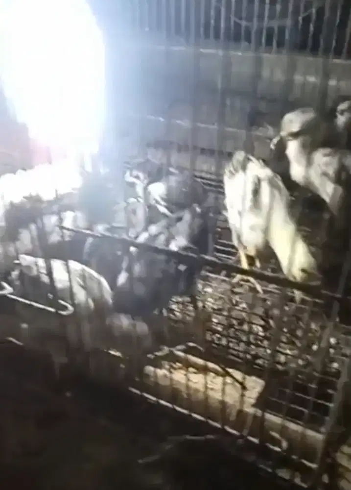 Ayam Bangkok Silangan ayam Mangon