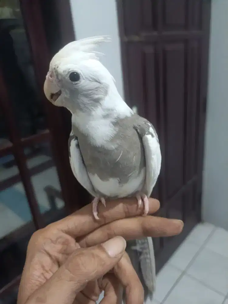 Falk / Parkit Australia WF (White Face)