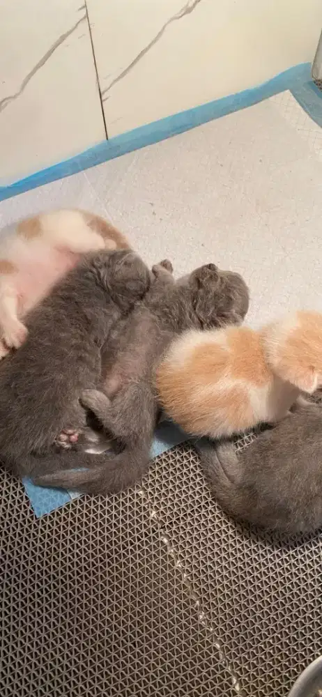 Kitten bsh open booking