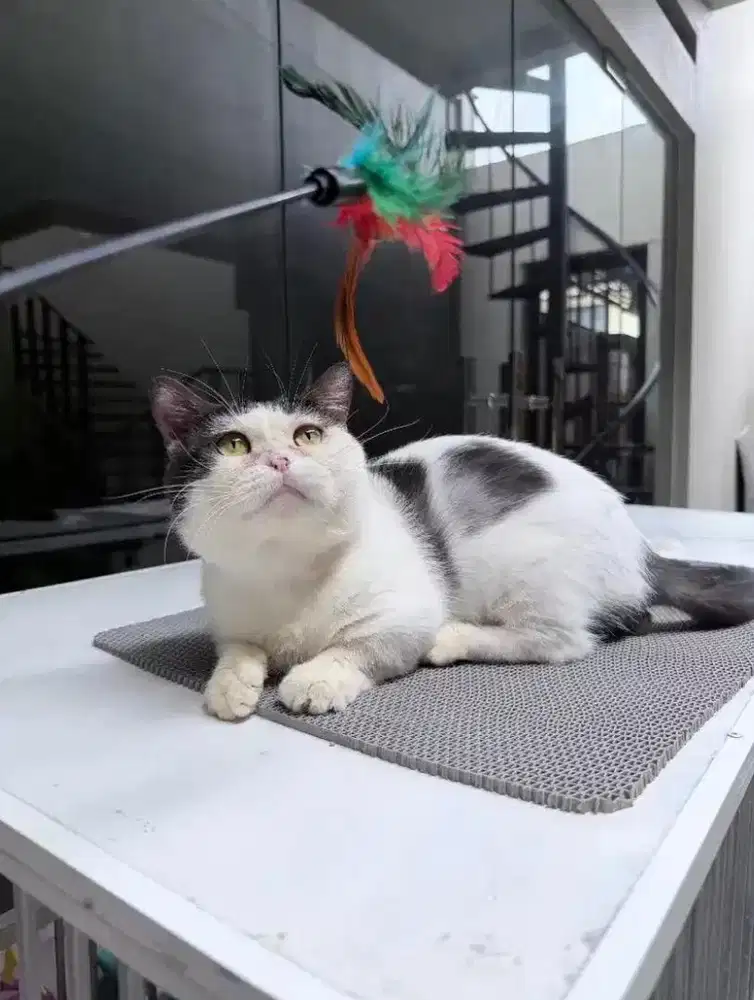 Kucing Munchki BSH jantan