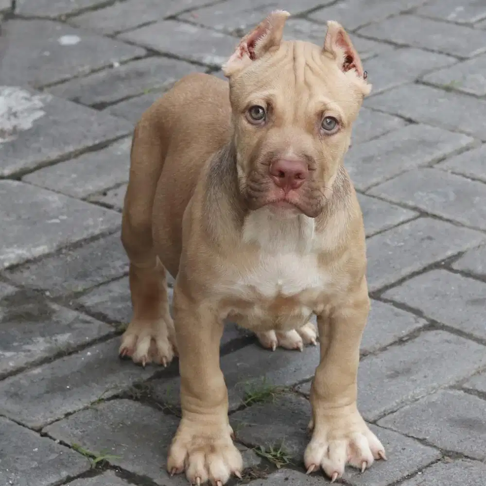 Pitbull jantan joss
