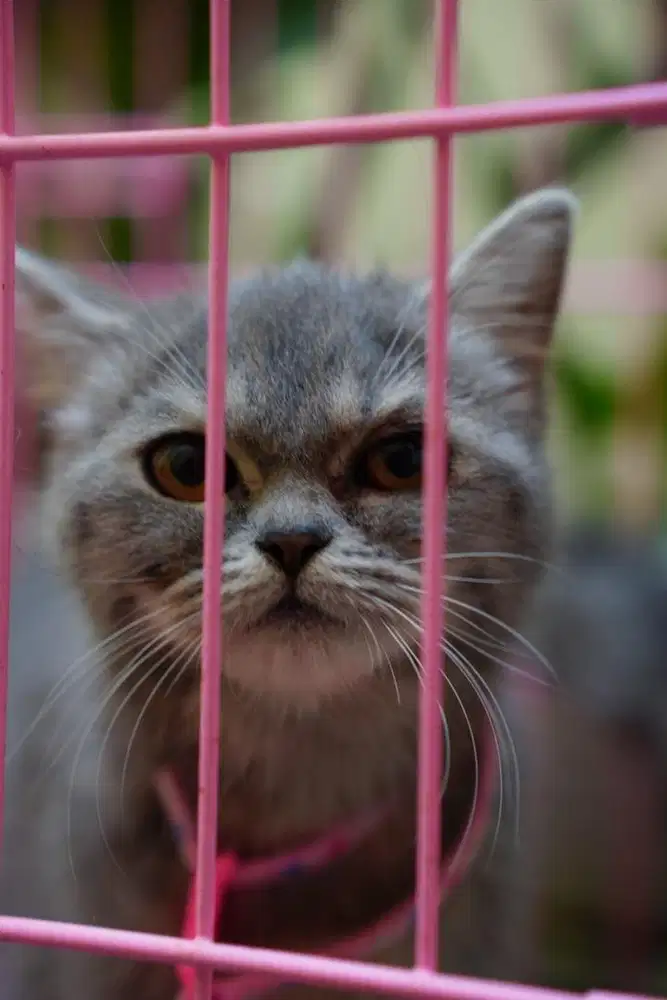 Kucing BSH Betina