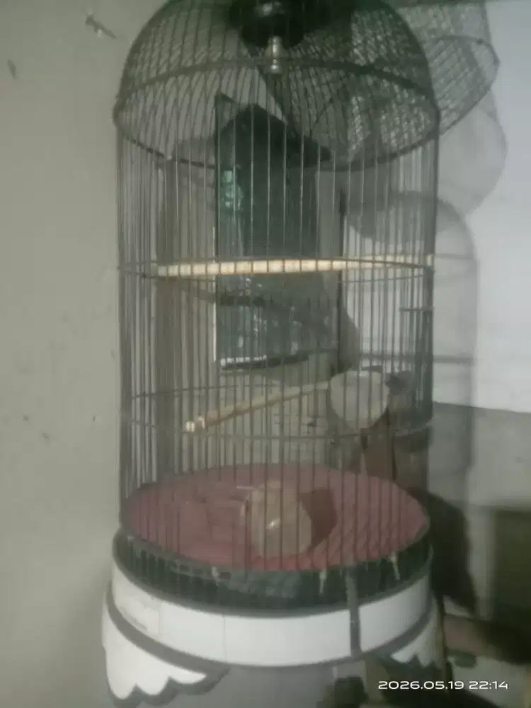 Kandang lovebird