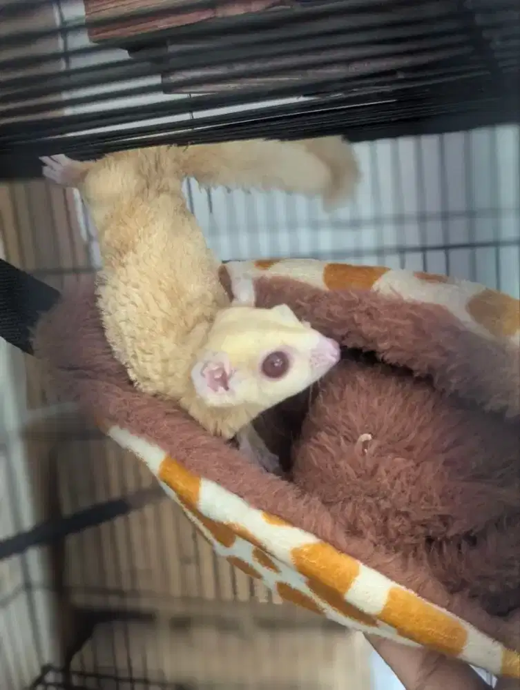 Sugar glider creamino