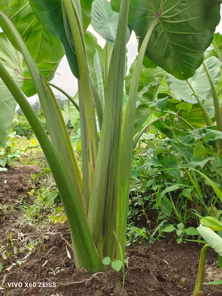bibit talas ketan pandan wangi