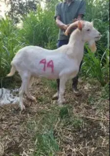 kambing import saanen 60kiloanUP timbang hidup siap hewan qurban unik