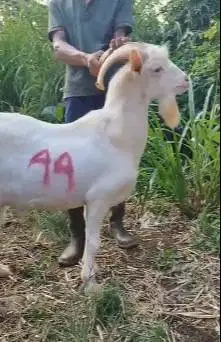 kambing import saanen 60kiloanUP timbang hidup siap hewan qurban unik