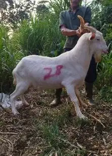 kambing qurban import saanen 60kiloanUP timbang hidup siap kurban 2026