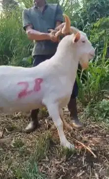 kambing import saanen 60kiloan siap kambing pejantan pemacek tangguh
