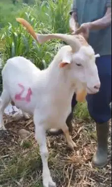 kambing import saanen 60kiloan timbang hidup siap hewan qurban 2026 ok