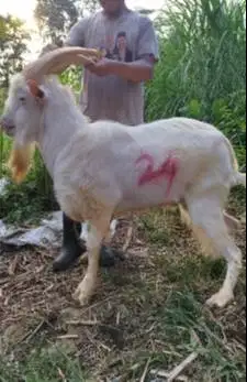 kambing jantan import saanen 60kiloan timbang hidup siap qurban manteb