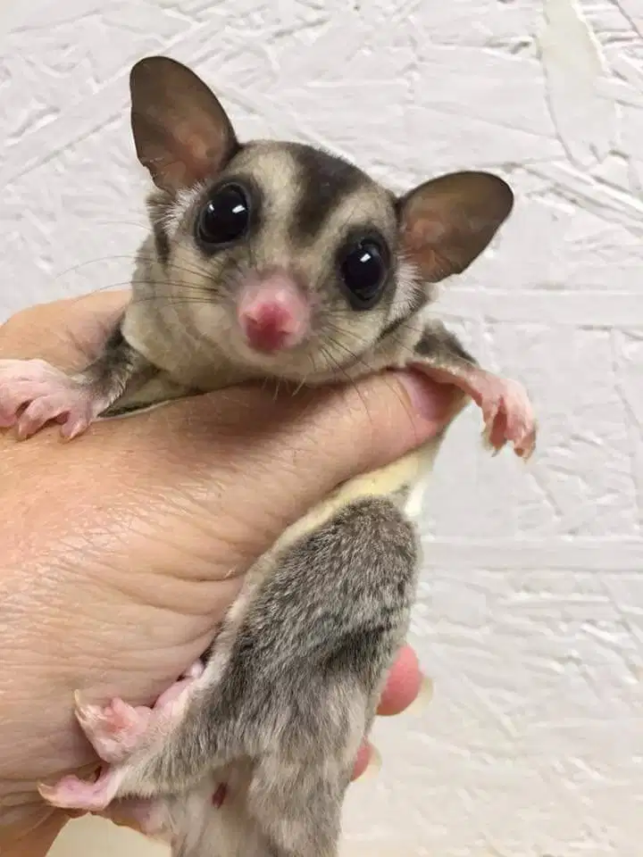 Sepasang SUGAR GLIDER JINAK Plus BONUS