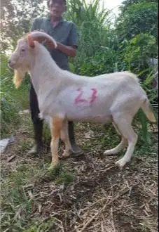 kambing qurban import saanen 60kiloanUP timbang riil siap kurban 2026
