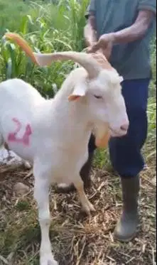kambing import saanen 60kiloanUP timbang hidup siap qurban premium2026