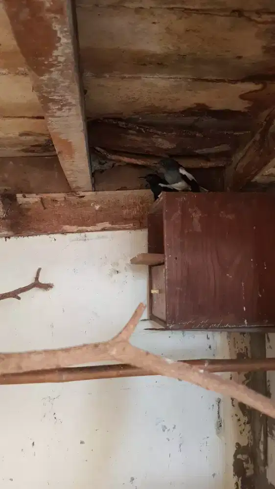 burung kacer sepasang
