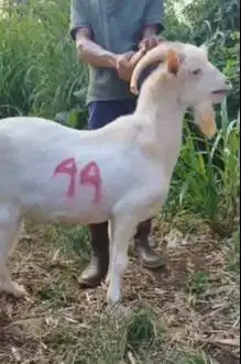 kambing import jantan saanen 60kiloanUP siap hewan kurban premium 2026