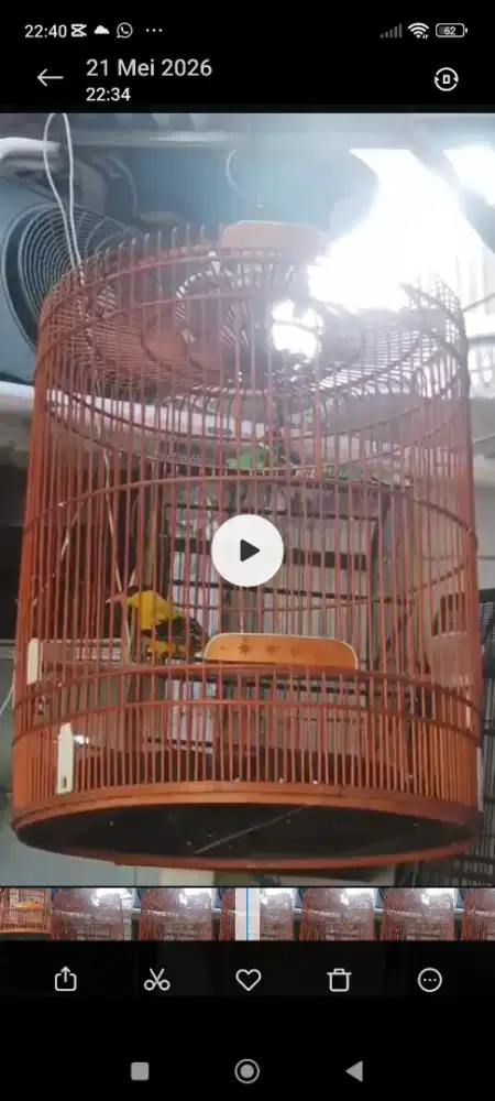 Jual burung podeng mas burja