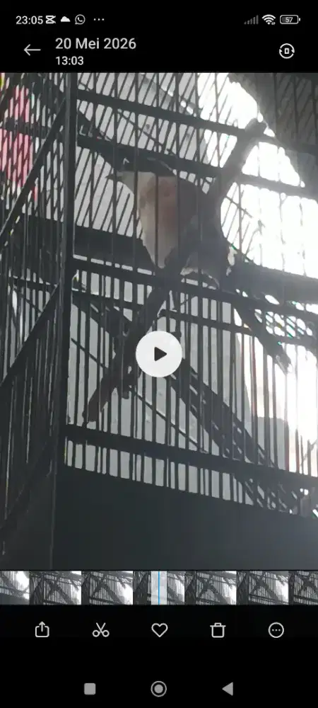 Jual burung pentet  pulset harga net aja