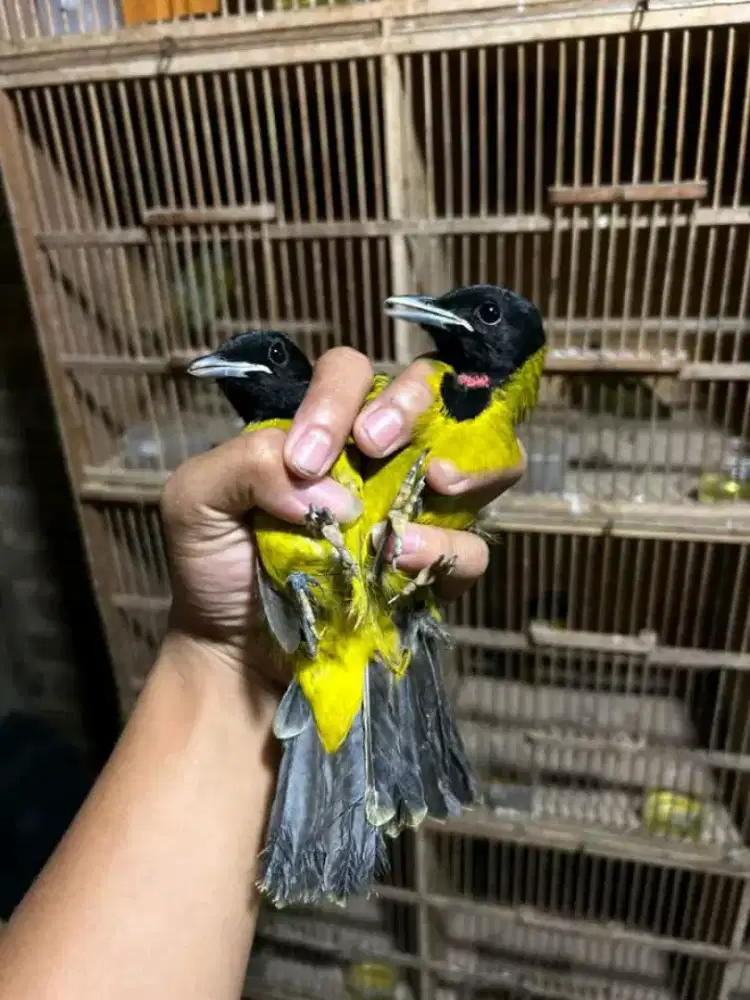 Samyong MH jantan aman voer mulus2